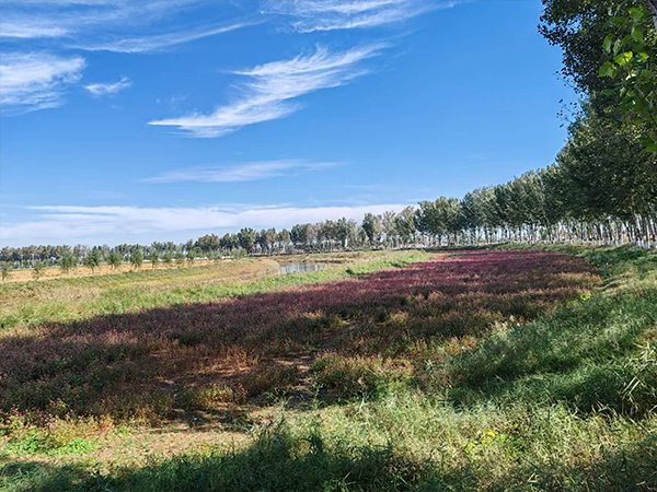 这里是通知公告分类的标题，可以加文字233027724