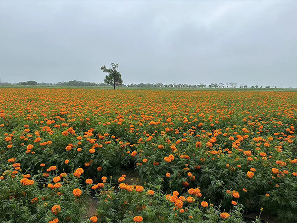 这里是教育业分类的标题，可以加文字57657156